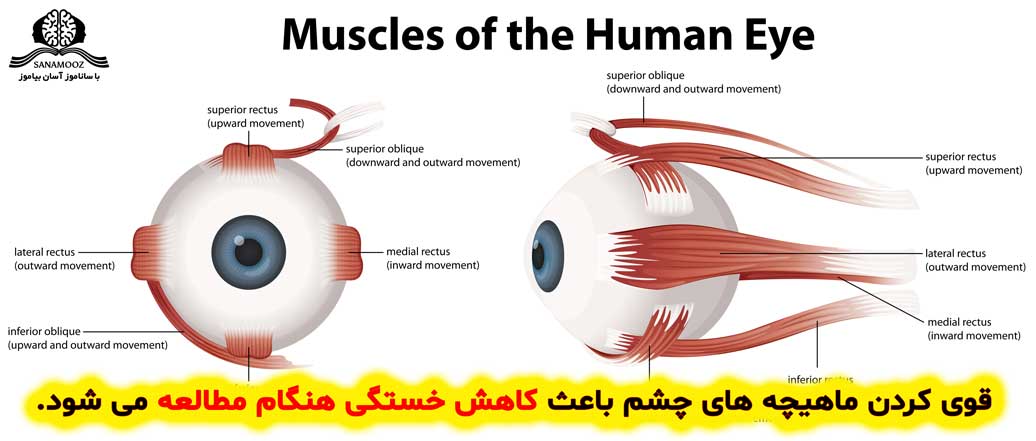 قوی کردن ماهیچه های چشم باعث کاهش خستگی هنگام مطالعه می شود.